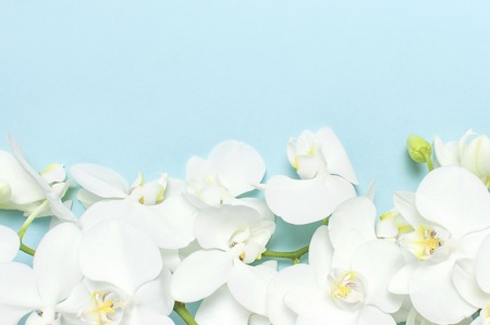 Beautiful White Phalaenopsis orchid flowers on pastel blue background top view flat lay. Tropical flower, branch of orchid close up. Orchid background. Holiday, Women's Day, Flower Card, beauty.の写真素材