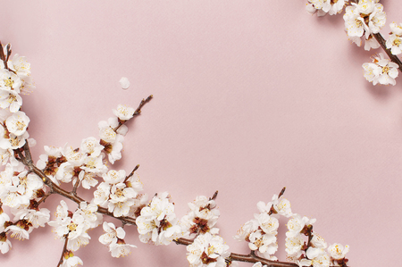 Spring border background with beautiful white flowering branches. Pastel pink background, bloom delicate flowers. Springtime concept. Flat lay top view copy spaceの写真素材