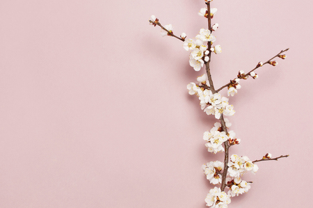 Spring border background with beautiful white flowering branches. Pastel pink background, bloom delicate flowers. Springtime concept. Flat lay top view copy spaceの写真素材