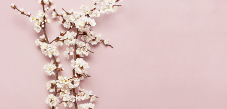 Spring border background with beautiful white flowering branches. Pastel pink background, bloom delicate flowers. Springtime concept. Flat lay top view copy spaceの写真素材