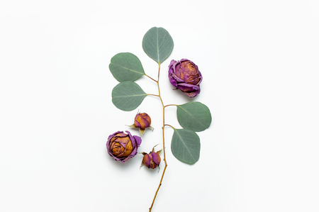 Flat lay flowers composition. Dried rose flowers and sprigs of eucalyptus on white background top view copy space. Flowers background. Design element for greeting card.の写真素材