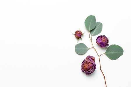 Flat lay flowers composition. Dried rose flowers and sprigs of eucalyptus on white background top view copy space. Flowers background. Design element for greeting card.の写真素材