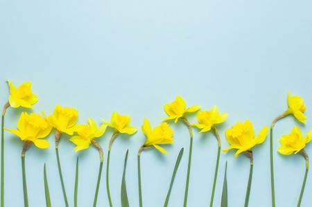 Spring floral background. Yellow narcissus or daffodil flowers on blue background top view flat lay. Easter concept, International Women's Day, March 8, holiday. Card with flowers. Place for text.の写真素材