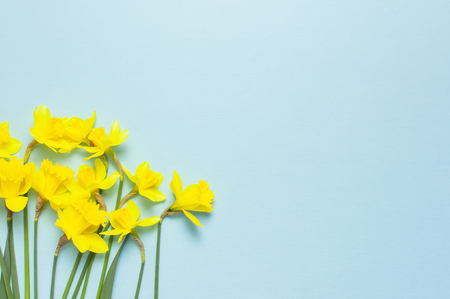 Spring floral background. Yellow narcissus or daffodil flowers on blue background top view flat lay. Easter concept, International Women's Day, March 8, holiday. Card with flowers. Place for text.の写真素材