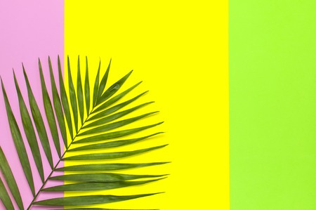 Tropical palm leaves on bright yellow green pink background. Flat lay, top view, copy space. Summer background, nature. Creative minimal background with tropical leaves. Leaf pattern.の写真素材