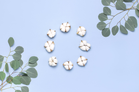 Frame made of cotton flowers and fresh eucalyptus twigs on light blue background. Flat lay flowers composition. Top view, copy space. Delicate white cotton flowers. Floral background, greeting card.の写真素材