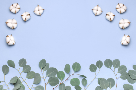 Frame made of cotton flowers and fresh eucalyptus twigs on light blue background. Flat lay flowers composition. Top view, copy space. Delicate white cotton flowers. Floral background, greeting card.の写真素材