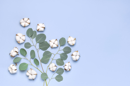 Cotton flowers and fresh eucalyptus twigs on light blue background. Flat lay flowers composition. Top view, copy space. Delicate white cotton flowers. Floral background, greeting card.の写真素材