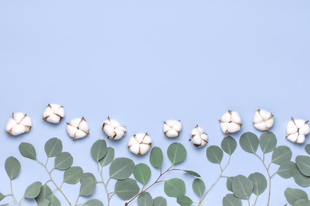 Cotton flowers and fresh eucalyptus twigs on light blue background. Flat lay flowers composition. Top view, copy space. Delicate white cotton flowers. Floral background, greeting card.の写真素材