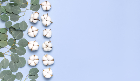 Cotton flowers and fresh eucalyptus twigs on light blue background. Flat lay flowers composition. Top view, copy space. Delicate white cotton flowers. Floral background, greeting card.の写真素材