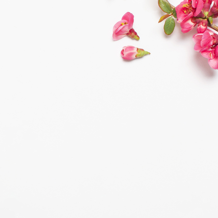 Pink spring flowers on light gray background top view Copy Space. Pink flowering branches. Summer bouquet lifestyle. Springtime concept. Greeting card with delicate flowers floral backgroundの写真素材