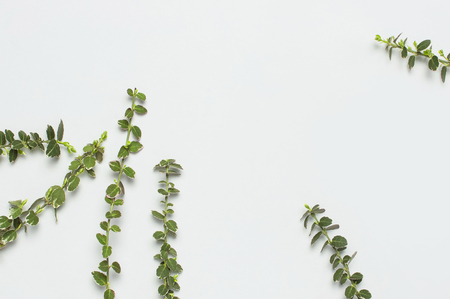 Spring green twigs of plants on gray background top view flat lay copy space. Decorative plant branch, rustic background, flowers composition. Minimalistic style.の写真素材