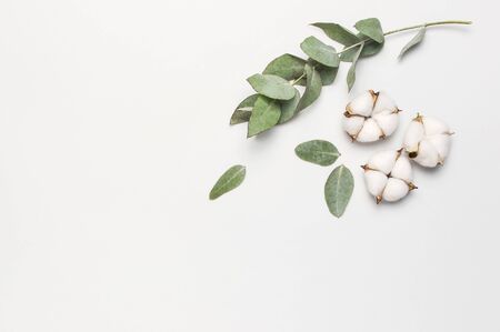 Flat lay flowers composition. Cotton flowers and fresh eucalyptus twigs on light gray background. Top view, copy space. Delicate white cotton flowers. Floral background, greeting card.