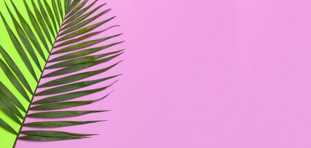 Tropical palm leaves on bright green pink background. Flat lay, top view, copy space. Summer background, nature. Creative minimal background with tropical leaves. Leaf pattern.の写真素材