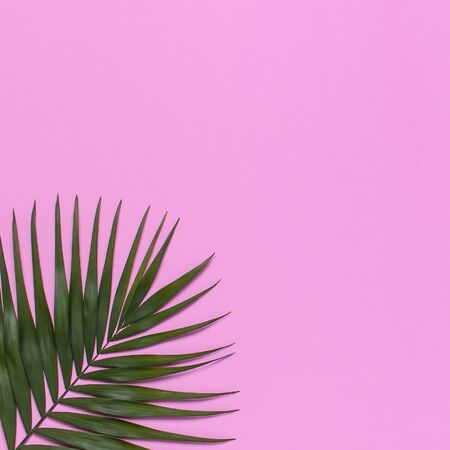 Tropical palm leaves on pastel pink background. Flat lay, top view, copy space. Summer background, nature. Creative minimal background with tropical leaves. Leaf pattern.の写真素材