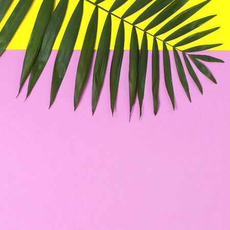 Tropical palm leaves on bright yellow pink background. Flat lay, top view, copy space. Summer background, nature. Creative minimal background with tropical leaves. Leaf pattern.の写真素材