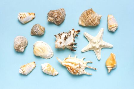 Summer concept, marine background. Different seashells and starfish on pastel blue background. Top view, flat lay, copy space. Sea summer vacation background. Travel, marine souvenir.の写真素材