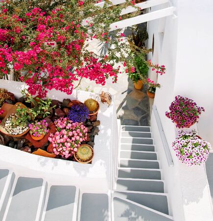 Santorini, Greece, Europe. Classic white Greek architecture with a ladder, various beautiful flowers. Streets of Santorini, details. Famous travel destination. Vacations background.の写真素材