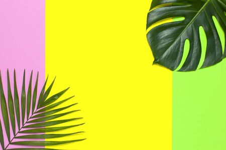 Tropical palm leaves and monstera leaf on yellow green pink background. Flat lay, top view, copy space. Summer background, nature. Creative minimal background with tropical leaves. Leaf pattern.の写真素材