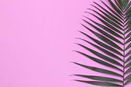 Tropical palm leaves on pastel pink background. Flat lay, top view, copy space. Summer background, nature. Creative minimal background with tropical leaves. Leaf pattern.の写真素材