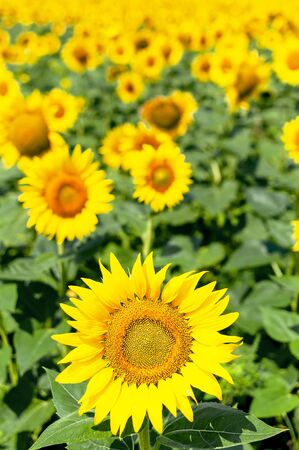 Beautiful landscape with yellow sunflowers against the blue sky.の写真素材