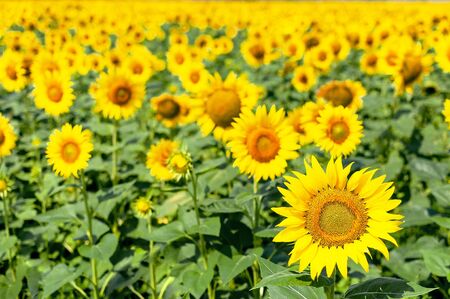 Beautiful landscape with yellow sunflowers against the blue sky.の写真素材