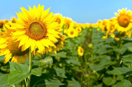 Beautiful landscape with yellow sunflowers against the blue sky.の写真素材