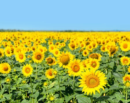 Beautiful landscape with yellow sunflowers against the blue sky.の写真素材