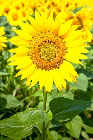 Beautiful landscape with yellow sunflowers against the blue sky.の写真素材