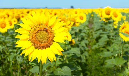 Beautiful landscape with yellow sunflowers against the blue sky.の写真素材