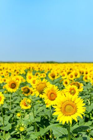 Beautiful landscape with yellow sunflowers against the blue sky.の写真素材