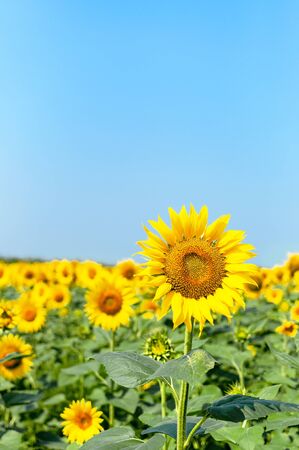 Beautiful landscape with yellow sunflowers against the blue sky.の写真素材