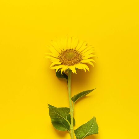Beautiful fresh sunflower with leaves on stalk on bright yellow background. Flat lay, top view, copy space. Autumn or summer concept, harvest time, agriculture. Sunflower natural background.の写真素材