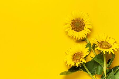 Beautiful fresh sunflowers with leaves on stalk on bright yellow background. Flat lay, top view, copy space. Autumn or summer Concept, harvest time, agriculture. Sunflower natural background.の写真素材