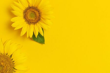 Beautiful fresh sunflowers on bright yellow background. Flat lay, top view, copy space. Autumn or summer Concept, harvest time, agriculture. Sunflower natural background. Flower card.の写真素材