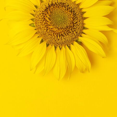 Beautiful fresh sunflower on bright yellow background. Flat lay, top view, copy space. Autumn or summer Concept, harvest time, agriculture. Sunflower natural background. Flower card.の写真素材