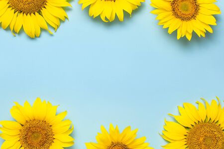 Frame from beautiful fresh sunflowers on blue background. Flat lay, top view, copy space. Autumn or summer Concept, harvest time, agriculture. Sunflower natural background. Flower card.の写真素材