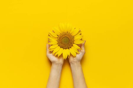Female hands hold Beautiful fresh sunflower on bright yellow background. Flat lay top view copy space. Autumn or summer Concept, harvest time, agriculture. Sunflower natural background. Flower card.の写真素材