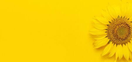 Beautiful fresh sunflower on bright yellow background. Flat lay, top view, copy space. Autumn or summer Concept, harvest time, agriculture. Sunflower natural background. Flower card.の写真素材