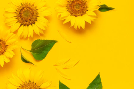 Beautiful fresh sunflower on bright yellow background. Flat lay, top view, copy space. Autumn or summer Concept, harvest time, agriculture. Sunflower natural background. Flower card.の写真素材