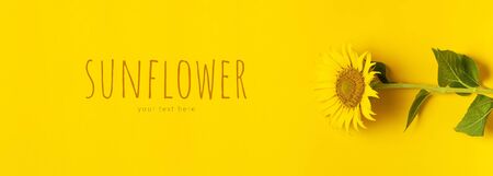 Beautiful fresh sunflower on bright yellow background. Flat lay, top view, copy space. Autumn or summer Concept, harvest time, agriculture. Sunflower natural background. Flower card.の写真素材