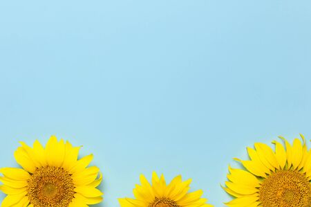Beautiful fresh sunflowers on blue background. Flat lay, top view, copy space. Autumn or summer Concept, harvest time, agriculture. Sunflower natural background. Flower card.の写真素材