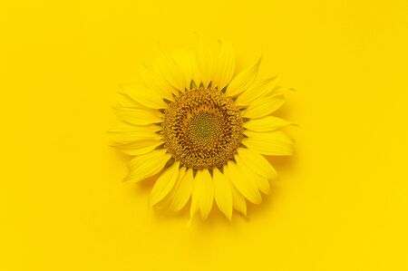 Beautiful fresh sunflower on bright yellow background. Flat lay, top view, copy space. Autumn or summer Concept, harvest time, agriculture. Sunflower natural background. Flower card.の写真素材