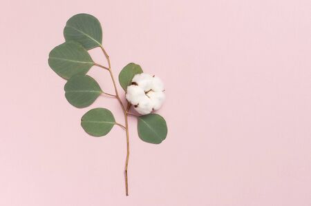 Cotton flowers and green eucalyptus twig on pastel pink background. Flat lay, top view, copy space. Flower composition with delicate cotton flowers. Cotton background.の写真素材