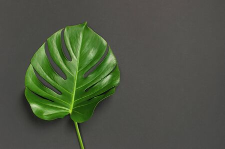 Monstera leaves on gray black background. Flat lay, top view, copy space. Summer background, nature. Creative minimal background with tropical leaves. Leaf pattern.の写真素材
