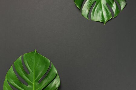 Monstera leaves on gray black background. Flat lay, top view, copy space. Summer background, nature. Creative minimal background with tropical leaves. Leaf pattern.の写真素材