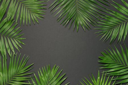 Creative minimal background with tropical leaves. Tropical palm leaves on gray black background. Flat lay, top view, copy space. Summer background, nature. Leaf pattern.の写真素材