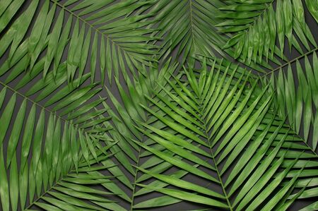 Creative minimal background with tropical leaves. Tropical palm leaves on gray black background. Flat lay, top view, copy space. Summer background, nature. Leaf pattern.の写真素材