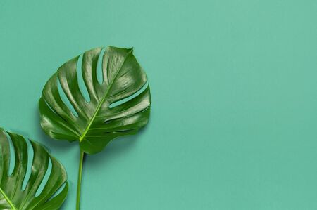 Creative minimal background with tropical leaves. Monstera leaves on blue emerald background. Flat lay, top view, copy space. Summer background, nature. Leaf pattern.の写真素材