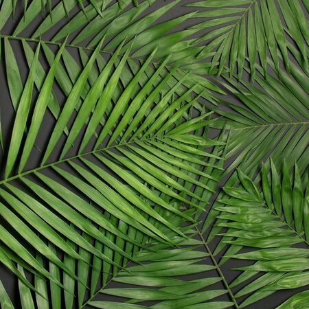 Creative minimal background with tropical leaves. Tropical palm leaves on gray black background. Flat lay, top view, copy space. Summer background, nature. Leaf pattern. Square format.の写真素材
